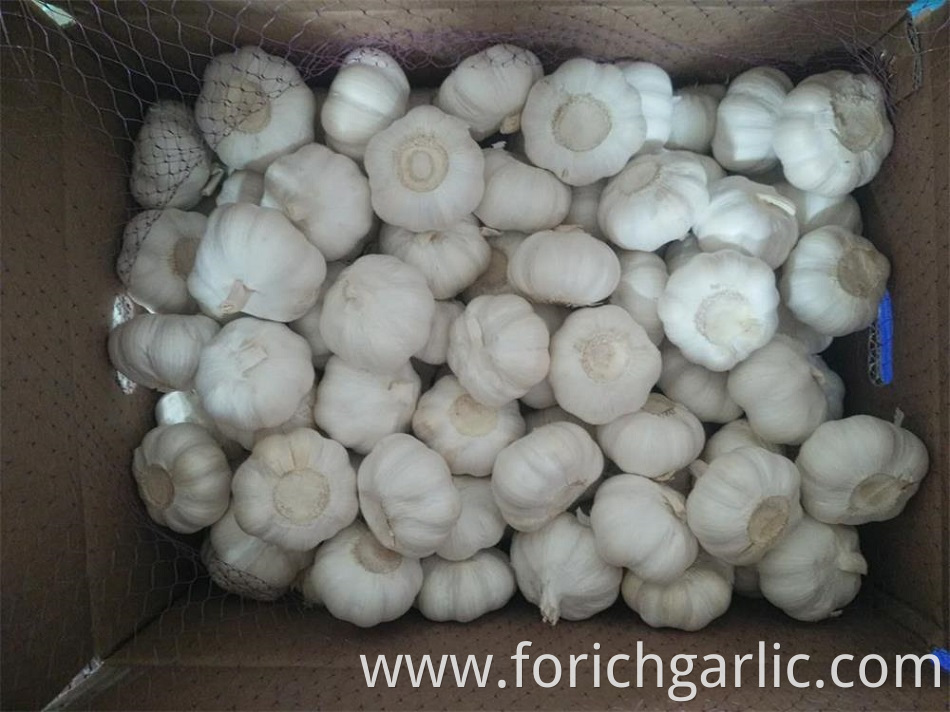 Pure White Garlic